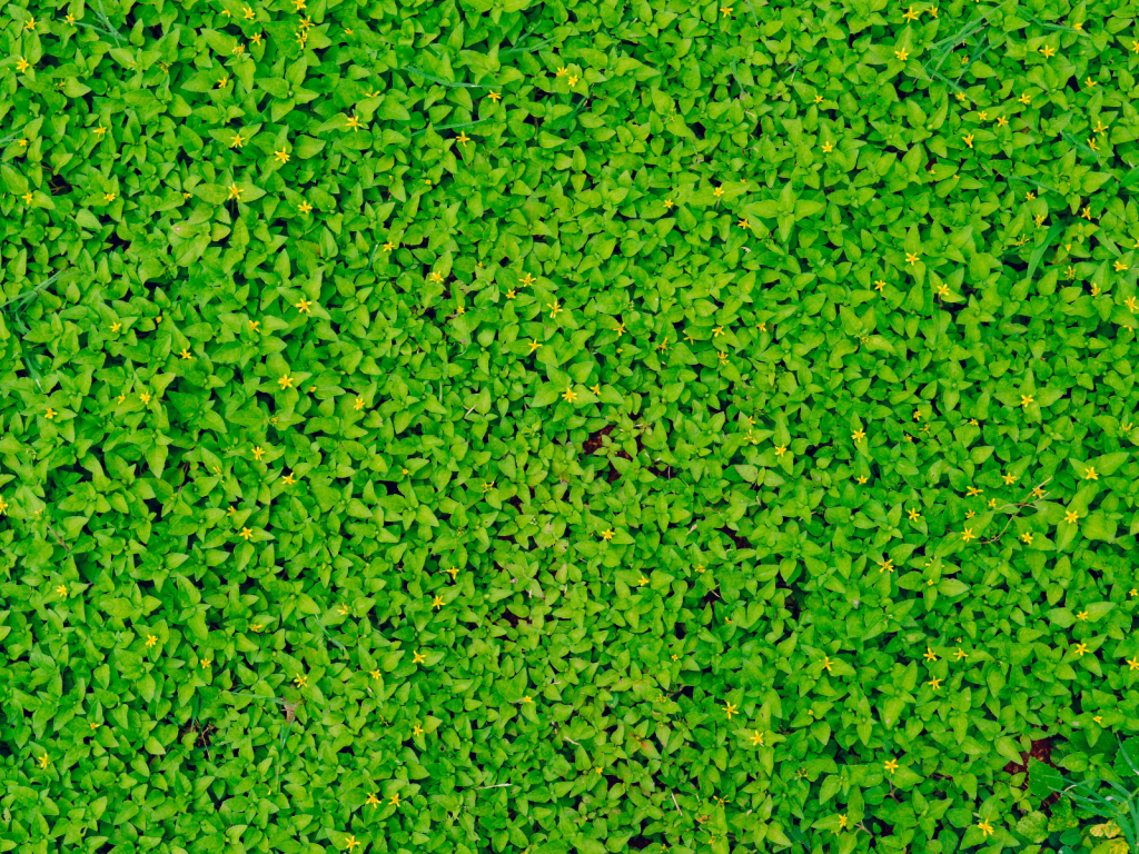 artificial grass